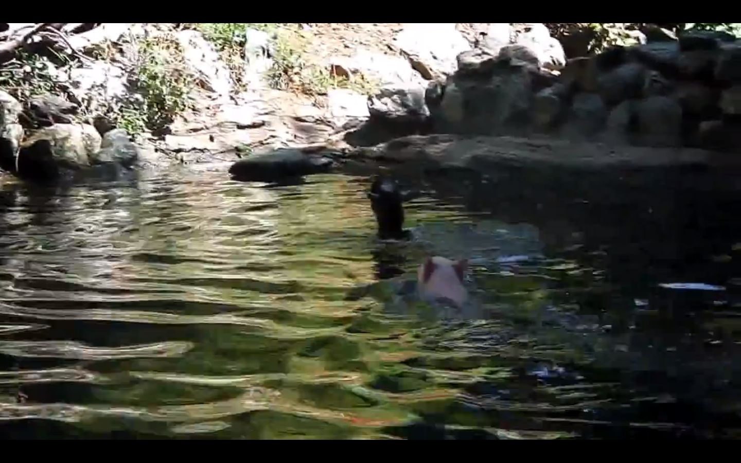 Hjälte, Get, Gris, VideoExtra